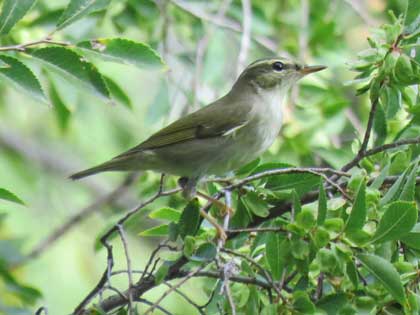 メボソムシクイ