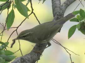 メボソムシクイ