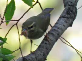 メボソムシクイ