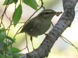 メボソムシクイ