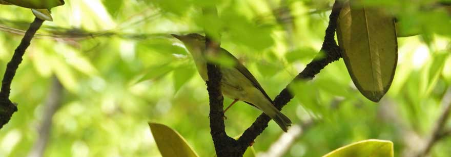 メボソムシクイ