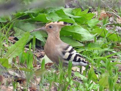 野鳥の羽根　鳥　ヤツガシラの羽根 野鳥の羽根 鳥 ヤツガシラの羽根