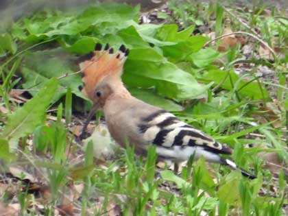 野鳥の羽根　鳥　ヤツガシラの羽根 野鳥の羽根鳥ヤツガシラの羽根
