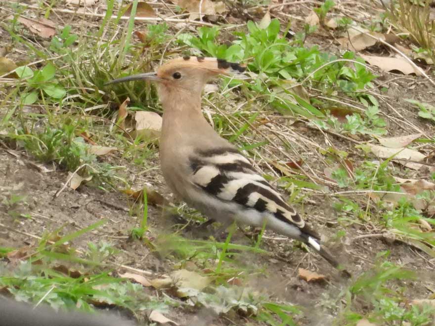 旭ヶ丘野鳥写真館
