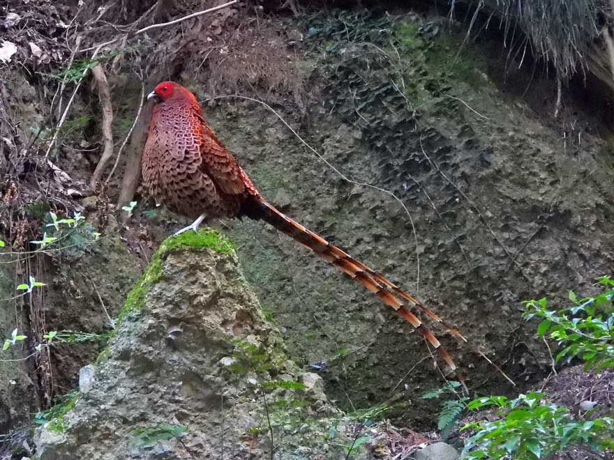 旭ヶ丘野鳥写真館