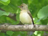 キビタキ(雌) キビタキ(雌)