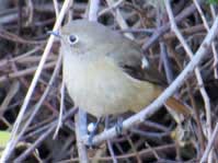 ジョウビタキ(雌) ジョウビタキ(雌)