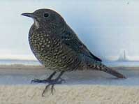 イソヒヨドリ(雌) イソヒヨドリ(雌)