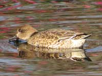 コガモ(雌) コガモ