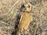 コミミズク コミミズク