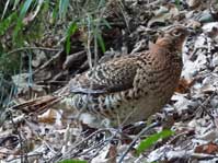 ヤマドリ(メス) ヤマドリ(メス)